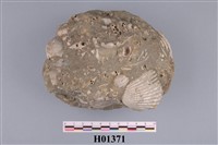 藏品(貝類化石)的圖片